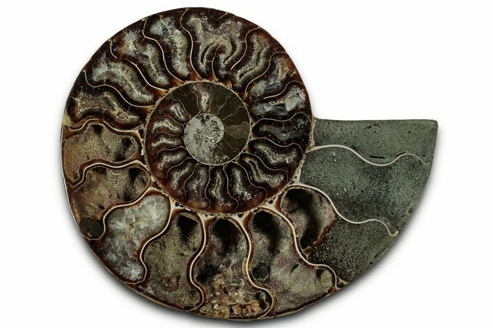 Cut & Polished Ammonite Fossil (Half) - Madagascar #318075